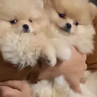 فروش پامرین