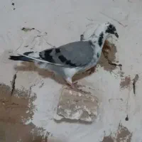 کبوتر گمشده|حیوانات|سبزوار, هویزه|دیوار