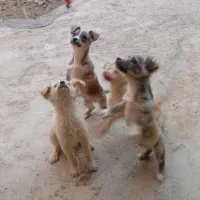 توله 4ماهه پاکوتاه