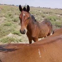 کره اسب ماده یکساله