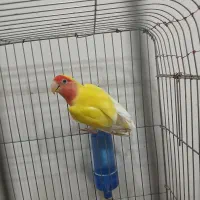 طوطی برزیلی|پرنده|شبانکاره, |دیوار