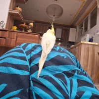 عروس هلندی نر سخنگو|پرنده|کرمانشاه, |دیوار