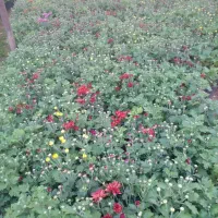 گل داودی|گل و گیاه طبیعی|محلات, |دیوار