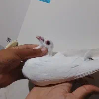 کبوتر