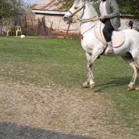 اسب|اسب و تجهیزات اسب‌سواری|شاندرمن, |دیوار