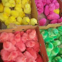 جوجه رنگی قیمت عمده