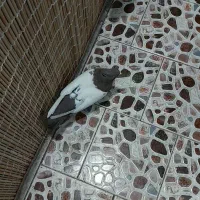 یه جفت سینه ای پاک ماده سینه قهوه ای نر سیاه|پرنده|تهران, افسریه شمالی|دیوار