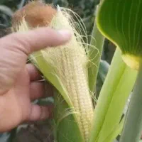ذرت علوفه ای