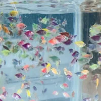 ماهی زینتی گیاهخوار کالر کوثر