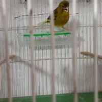فروش قناری نر بخون...