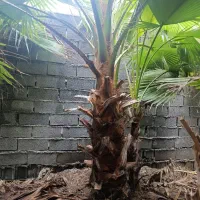 پالم واشنگتن تنه درشت|گل و گیاه طبیعی|آمل, |دیوار