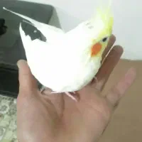 عروس هلندی مادرپسر|پرنده|تاکستان, |دیوار