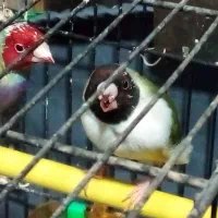 گلدین سبز مولد.جفتی دو هفتصد