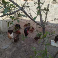 خروس|پرنده|شیروان (خراسان), |دیوار