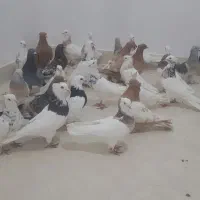 کفتر خوب مفت بخر