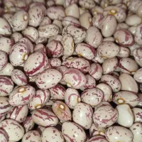 لوبیا چیتی درجه یک بوجار شده، آشی،اقتصادی،مخلوط و.