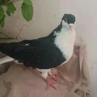 کبوتر خوشگل