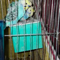 مرغ عشق پروانه ای،رینبو .ماهی گوپی وفایتر با کیفیت|پرنده|مرودشت, پشت سایپا‎|دیوار