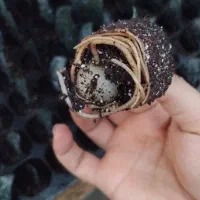 برگ ریشه دار زاموفیلیا بلک|گل و گیاه طبیعی|بهنمیر, |دیوار