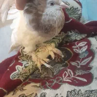 کبوتر|پرنده|کلاله, |دیوار