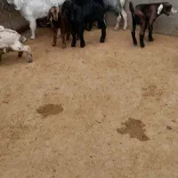 بزو بزغاله فروش|حیوانات مزرعه|آبدانان, |دیوار