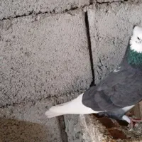 ی جفت شازده اوچب اوینیان ب شرط