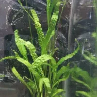 گیاه اکواریوم