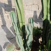 فروش کاکتوس سیب پرو بزرگ و خاص