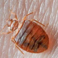 سم پاشی تخصصی ساس و حشرات|خدمات نظافت|کاشان, فاز ۱ ناجی آباد|دیوار