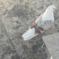 پلنگ کله ای و سرخ  و پلاکی