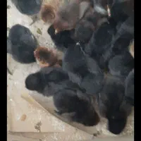 جوجه رنگی ورسمی