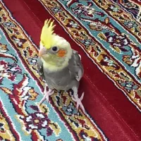 جوجه طوطی عروس هلندی