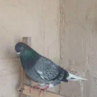 کبوتر انگلیسی پتی واله