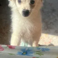 سگ با وسیله کامل و آموزش دیده|سگ|بندرعباس, |دیوار