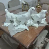 کفتر پاپر|پرنده|تبریز, |دیوار