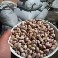 لوبیا چیتی ۴۰۰ کیلو