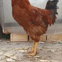 خروس چهل تاج زیبا|حیوانات مزرعه|مشهد, ابوذر|دیوار