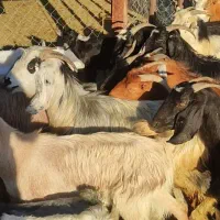 گله بز جوون|حیوانات مزرعه|بهبهان, |دیوار