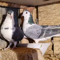 دمگیر قدیمی|پرنده|برخوار, |دیوار