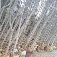 درخت|گل و گیاه طبیعی|احمدآبادمستوفی, |دیوار