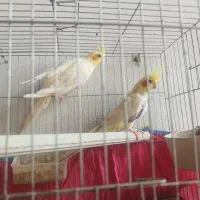 طوطی عروس لوتینو مولد دونه 850