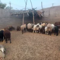 بره عربی درجه یک