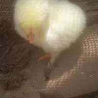 جوجه مرغ محلی