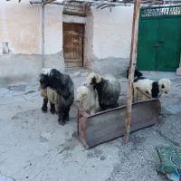 فروش 2عدد میش با بره