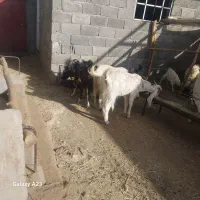 بز پاکستانی