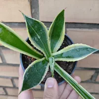 انواع گل|گل و گیاه طبیعی|سبزوار, کاشفی شمالی (دادگستری)|دیوار