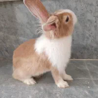 خرگوش