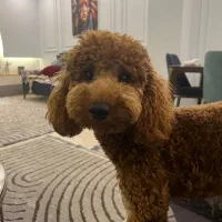 جفت گیری سگ