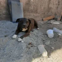 واگذاری یک سگ