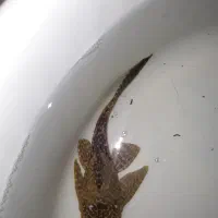 لجن خوار